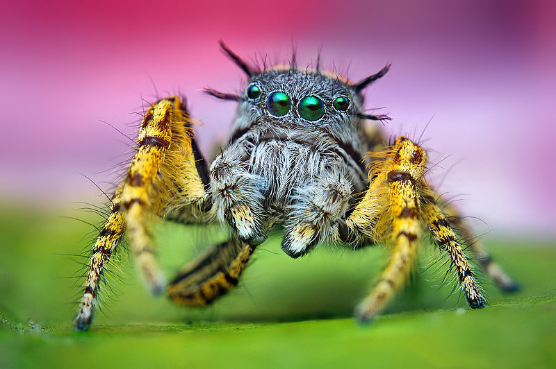 File:Adult Male Phidippus mystaceus Jumping Spider.jpg