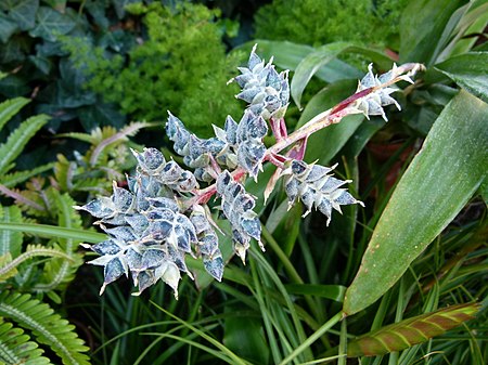 Aechmea coolestris.JPG