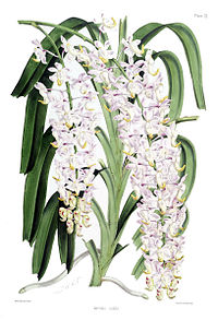 plate 11 Aerides nobile Aerides odorata