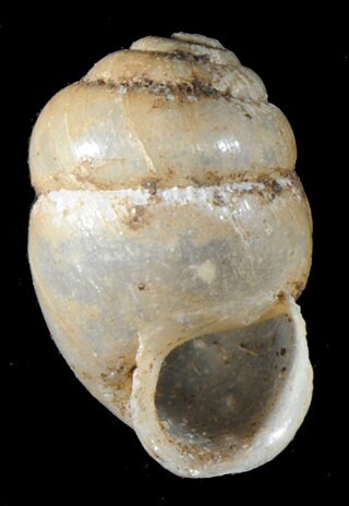 <i>Afristreptaxis</i> Genus of gastropods