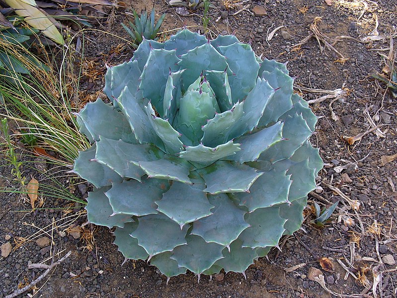 File:Agave potatorum var. verschaffelti 02.JPG