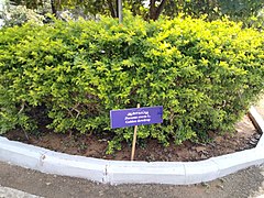 Duranta erecta (Golden dewdrop)