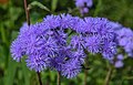 Ageratum houstonianum - Humber Arboretum.jpg