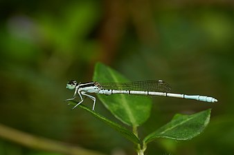 White dartlet Agriocnemis pieris male