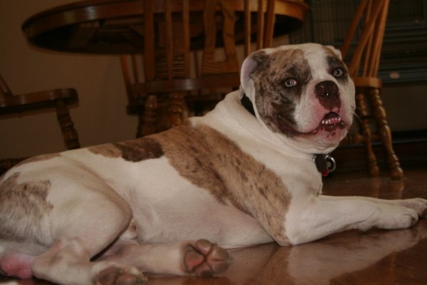 Image: Alapaha Blue Blood Bulldog