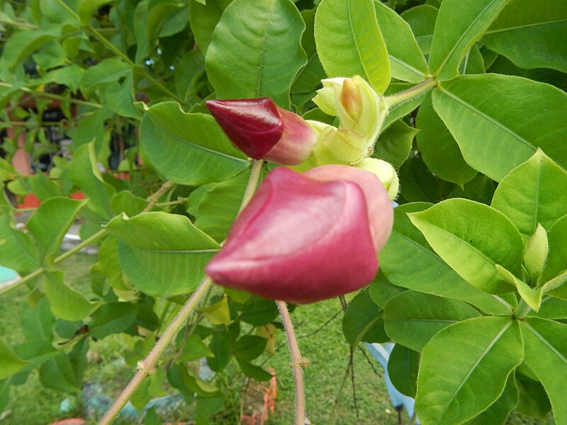 File:Allamanda flower buds 03.jpg