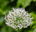 * Nomination Allium 'Mount Everest', Riedergarten, Rosenheim, Germany --Poco a poco 09:49, 15 April 2020 (UTC) * Decline  Oppose - Please feel free to contest, but to me, neither the flower nor the bee is sharp, and some petals toward the far side of the flower seem haloed. -- Ikan Kekek 11:42, 15 April 2020 (UTC)