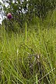 Allium sphaerocephalon Plant France - Coteau Chartèves (Aisne)