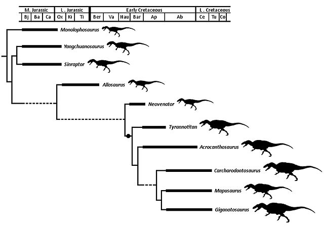 Cladogram of Allosauroidea after Eddy and Clarke (2011)