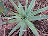 Aloe christianii - rosette (7660646886).jpg