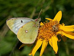 菲雲豆粉蝶 Colias phicomone