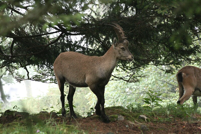 File:Alpensteinbock Rote Wand (4).jpg