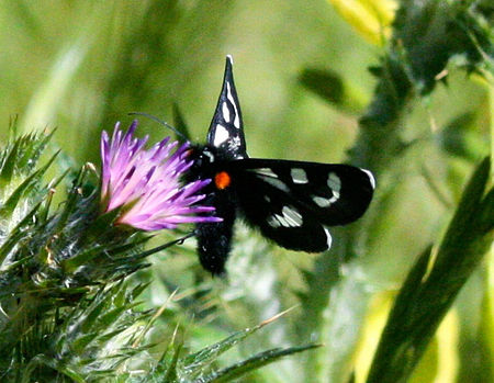 Alypia mariposa