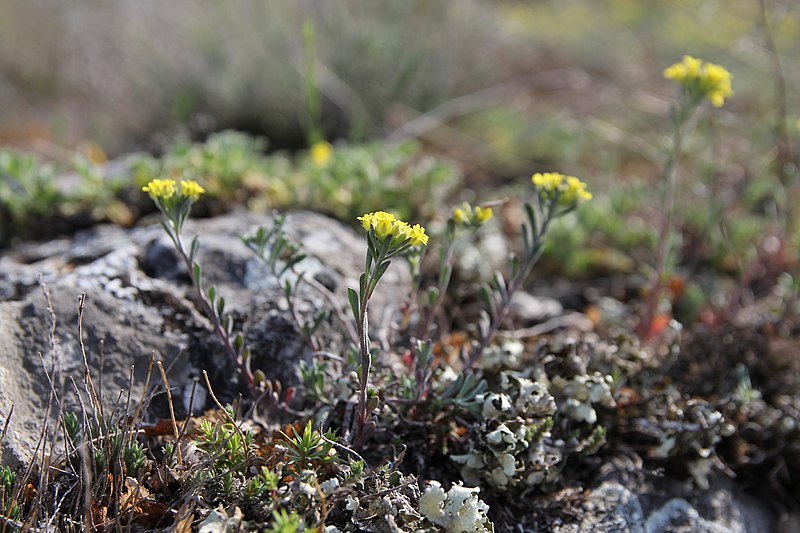 File:Alyssum montanum, Jelašnička klisura, Srbija.jpg