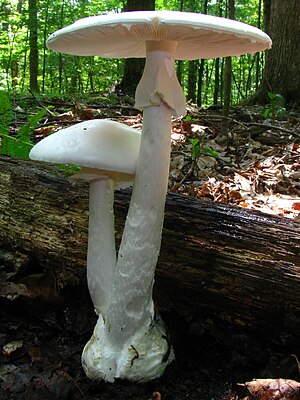 Amanita bisporigera 17932.jpg