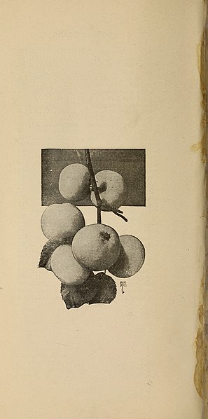 File:American fruits year book and directory of nurserymen for the year (17524612344).jpg