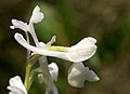 Anacamptis longicornu alba Spain - Mallorca