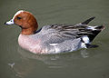 Eurasian Wigeon, Anas penelope