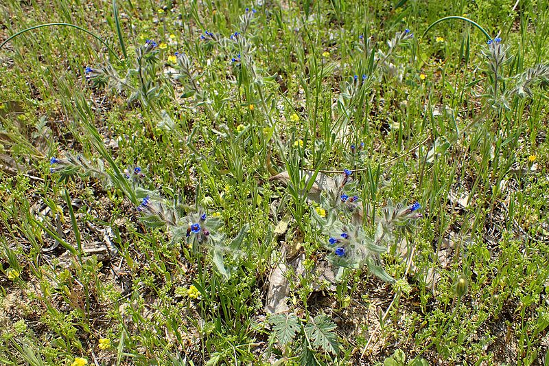 File:Anchusa azurea kz12.jpg