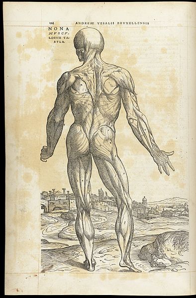 File:Andreae Vesalii Bruxellensis Wellcome L0063844.jpg