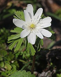 Anemone raddeana (flower s4).JPG