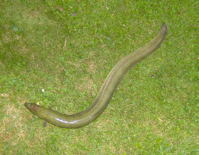 Anguilla anguilla on grass.jpg