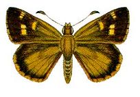 Anisynta sphenosema (ento-csiro-au).jpg