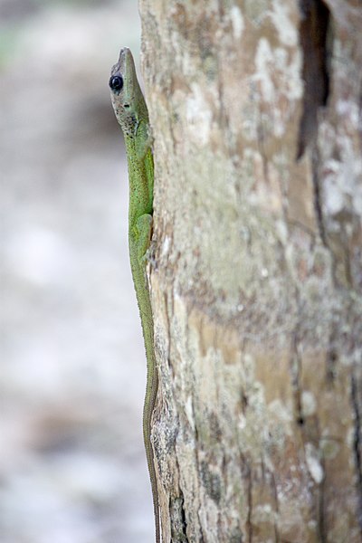 File:Anolis extremus-m03.jpg