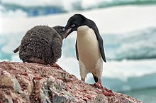 Antarctic, adelie penguins (js) 22.jpg