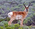 Antilope d'Amérique sur le plateau de ponces.
