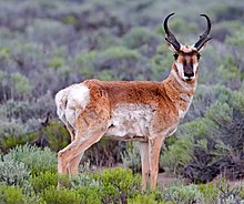 Antilocapra americana (Pronghorn antelope) Antilocapra americana.jpg