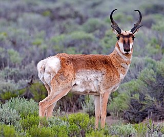 <span class="mw-page-title-main">Pronghorn</span> Species of North American hoofed mammal