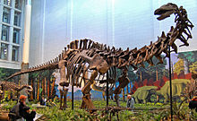 Apatosaurus-louisae-Wikipedia-1.jpg
