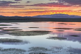 Апрель -conservationlands15 -bucketlist- Bodie Hills, Калифорния, для полевых цветов, дикой природы и единственного в своем роде города-призрака! (16540820773) .jpg