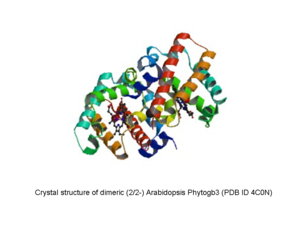 Arabidopsis Phytogb3 figure.tif