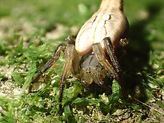 <i>Arachnura feredayi</i> Species of spider