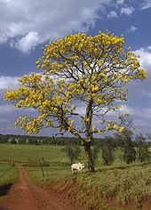 The araguaney (Tabebuia chrysantha), Venezuela's national tree. Araguaney (Tabebuia chrysantha), Venezuela.jpg