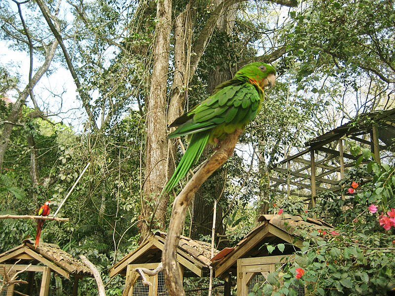 File:Aratinga rubritorquis -Macaw Mountain Bird Park, Honduras-6a.jpg