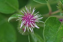 Arctium minus, Batiscan River banks, Quebec, Canada Arctium minus 010.jpg