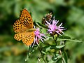 * Nomination Silver-washed fritillary (Argynnis paphia) on a brown knapweed (Centaurea jacea) flower --Uoaei1 04:22, 11 July 2019 (UTC) * Promotion Good quality. -- Johann Jaritz 04:31, 11 July 2019 (UTC)