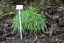 Armeria duriaei - Ботанический сад, Дрезден, Германия - DSC08657.JPG