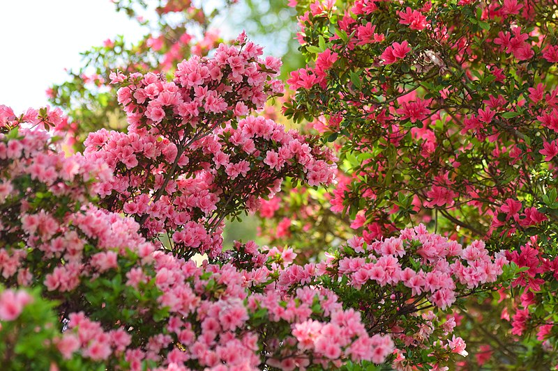 File:Ashikaga Flower Park, Tochigi Prefecture; May 2019 (01).jpg