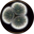 Aspergillus miraensis growing on MEAOX plate