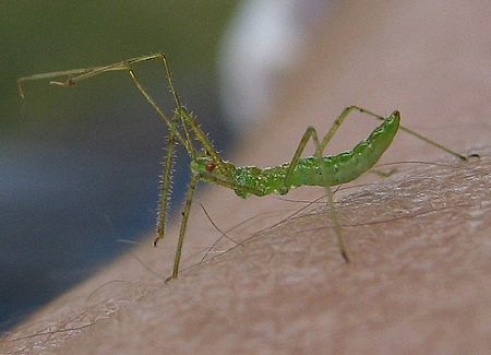 Assassin bug nymph.jpg