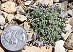 Miniatura para Astragalus cremnophylax