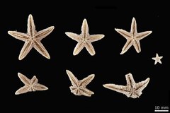 File:Astropecten sanctaehelenae - AST-000087 hab-ven.tif (Category:Echinodermata in the Natural History Museum of Denmark)