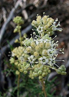 <i>Astrotricha linearis</i> species of plant