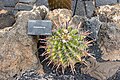 * Nomination Ferocactus sp. at Jardin de Cactus 2022. By User:Mike Peel --XRay 05:35, 12 January 2024 (UTC) * Promotion  Support Good quality. --Plozessor 05:46, 12 January 2024 (UTC)