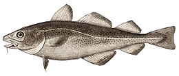 The Atlantic cod, Gadus morhua Atlantic cod.jpg