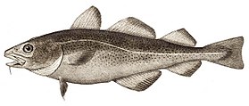 File:Atlantic cod